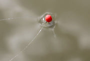 FLOTADOR CRYSTAL DIBBER DRENNAN