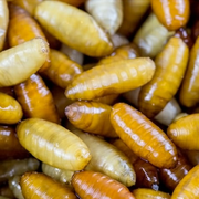 CASTER AL VACIO PRIMERA CALIDAD Bajo Pedido